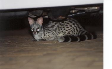 Small Spotted Genet-1-by Mark Burrows.jpg
