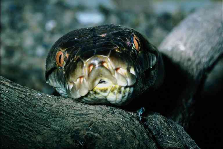 Snake-funny-Reticulated Python-by Trudie Waltman.jpg