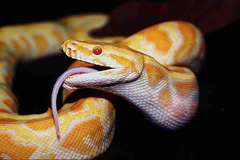Snake3-Amelanistic Burmese Python-by Trudie Waltman.jpg
