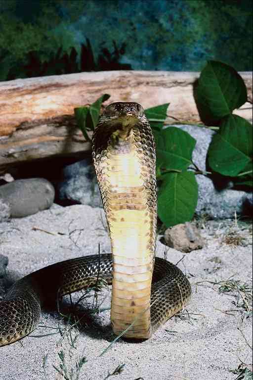 Snake4-Indian Cobra-by Trudie Waltman.jpg