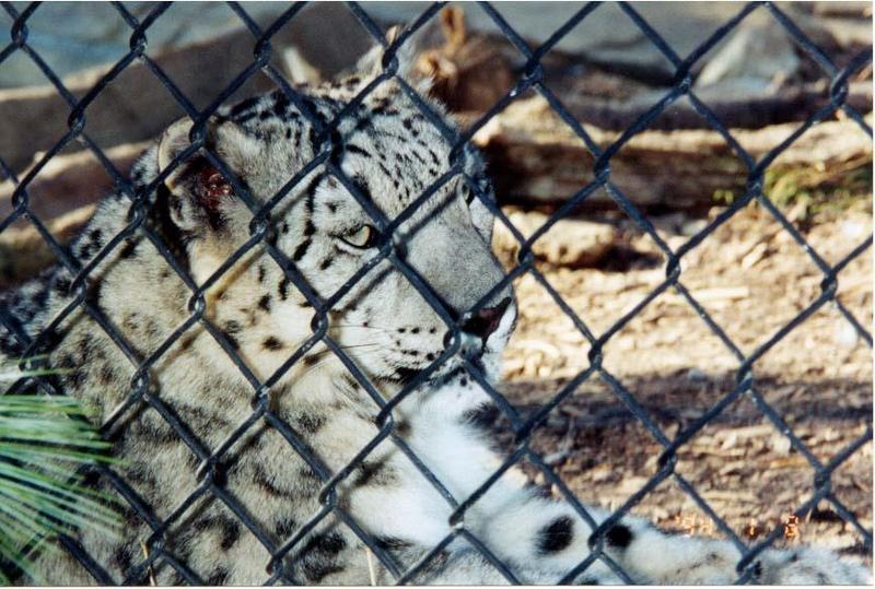 Snow Leopard close-by Denise McQuillen.jpg