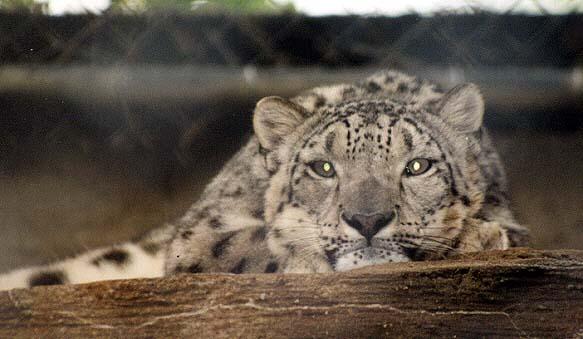 Snow leopard straight on-by Denise McQuillen.jpg