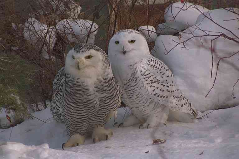 Snowy-Owls-by Trudie Waltman.jpg