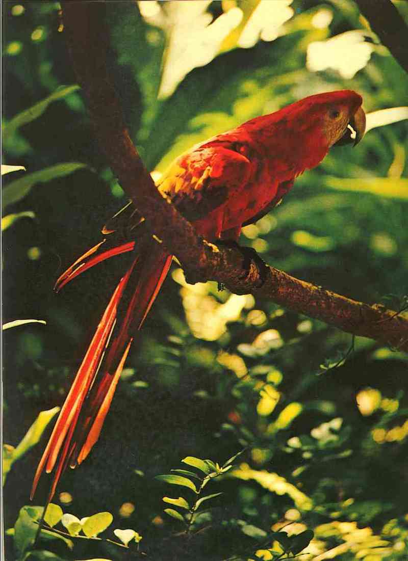 South-American-Macao-TR-Scarlet Macaw-by Trudie Waltman.jpg