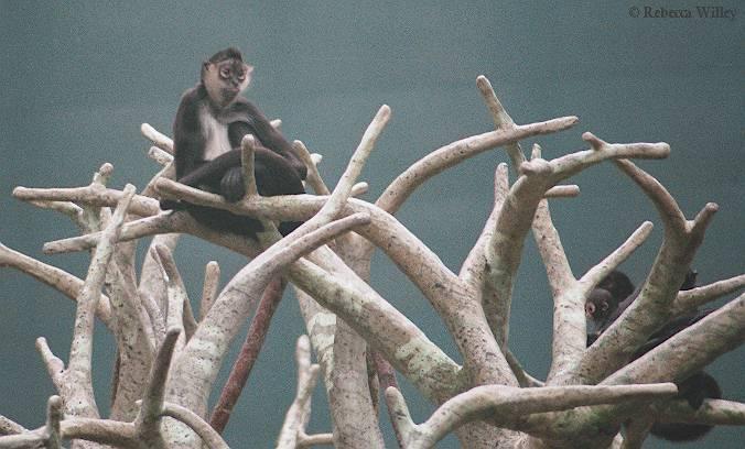Spider monkey in tree with babies-at Brookfield Zoo-by Rebecca Willey.jpg