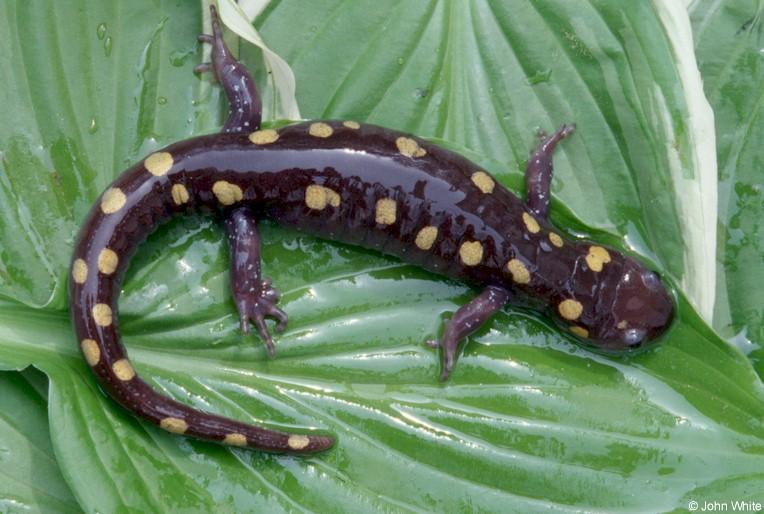 Spotted salamander01-by John White.jpg