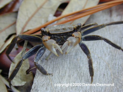 Square back crab02-by Dennis Desmond.jpg