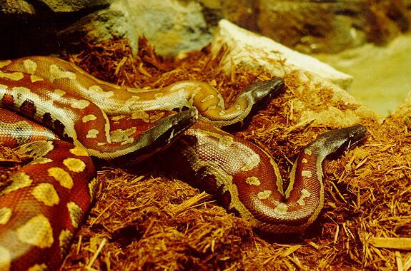 StLouisZoo-Snakes01-Blood Pythons-pair closeup-by S Thomas Lewis.jpg