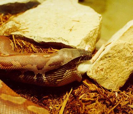 StLouisZoo-Snakes02-Blood Python-Eating white rat-by S Thomas Lewis.jpg