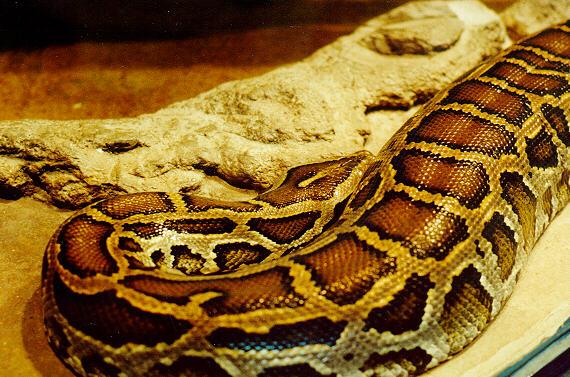 StLouisZoo-Snakes04-BurmesePython-Closeup-by S Thomas Lewis.jpg
