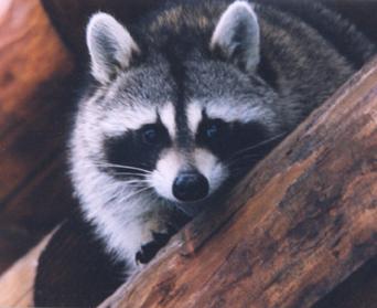 Stewart adult Feb2000-Raccoon-by Annie Wilczak.jpg