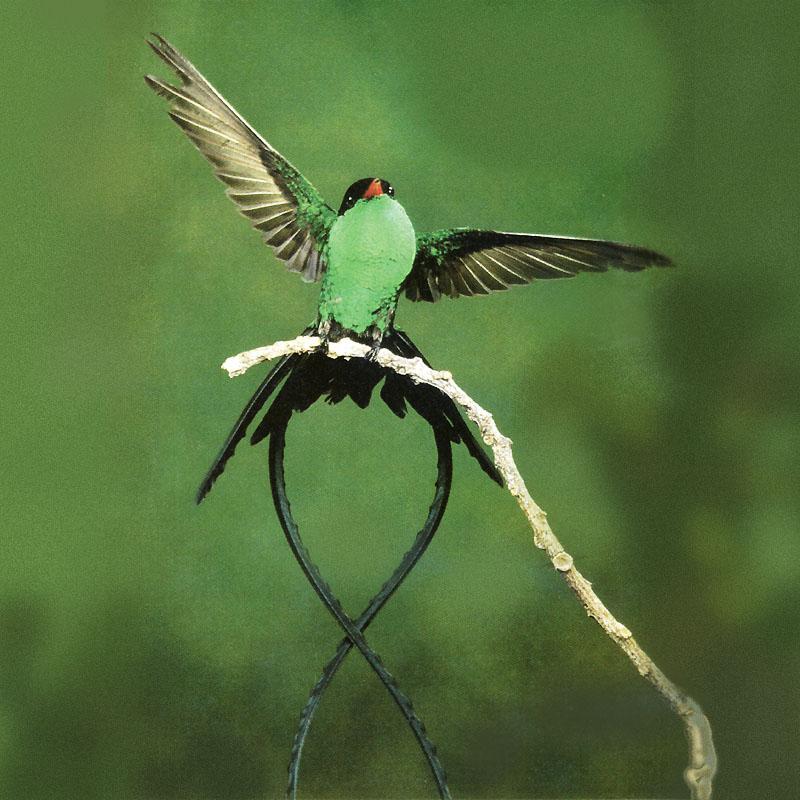 StreamertailHummingbird 03-Perching on branch-Open wings.JPG