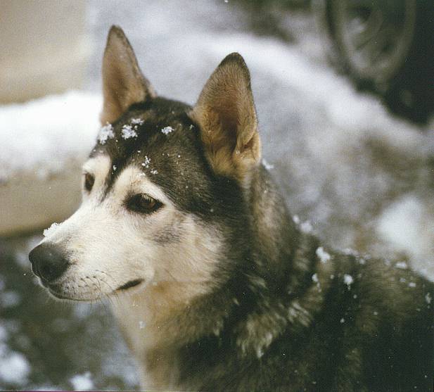 Tasha in snow-Siberian Husky and Malamute Cross-by Rebecca Willey.jpg