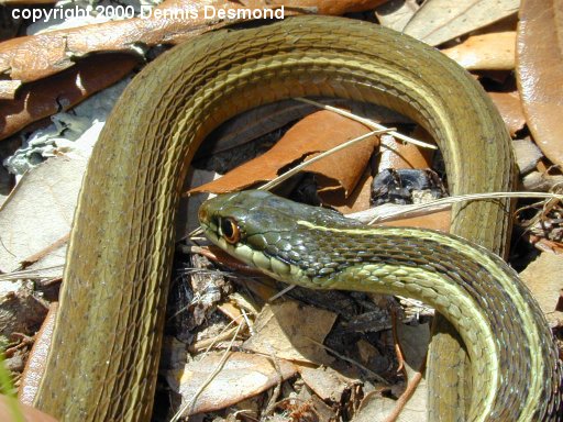 Thamnophis s sackeni03-Ribbon Snake-by Dennis Desmond.jpg