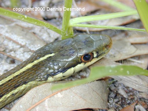 Thamnophis s sackeni10-Ribbon Snake-by Dennis Desmond.jpg
