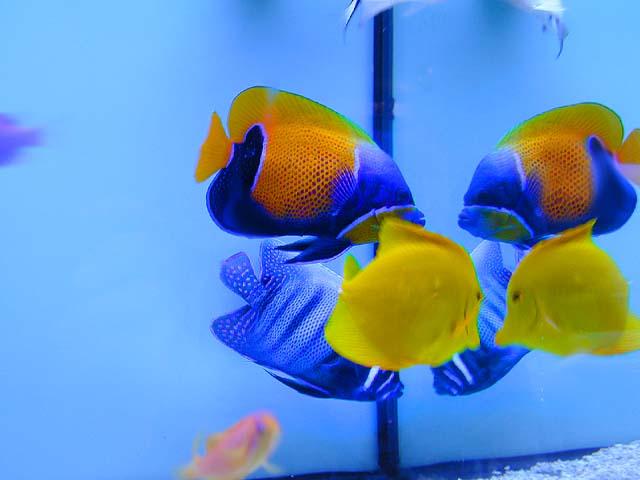 The Mirror-Butterflyfishes and Yellow Tangfish-by Tony Heyman.jpg