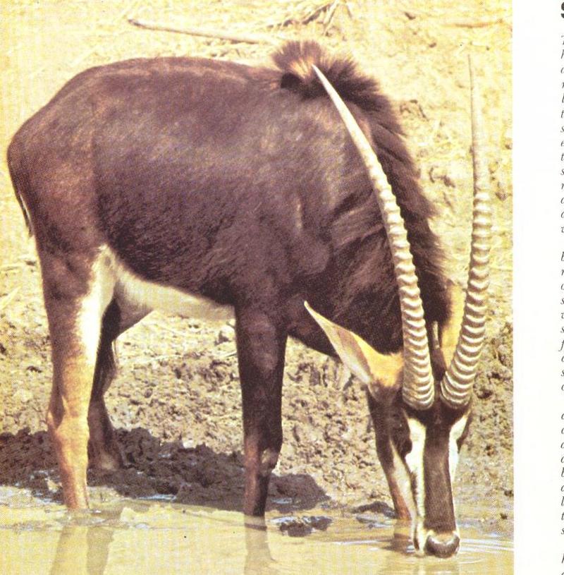 Thirsty-Sable Antelope-Drinking water-by Ricky Thomas.jpg