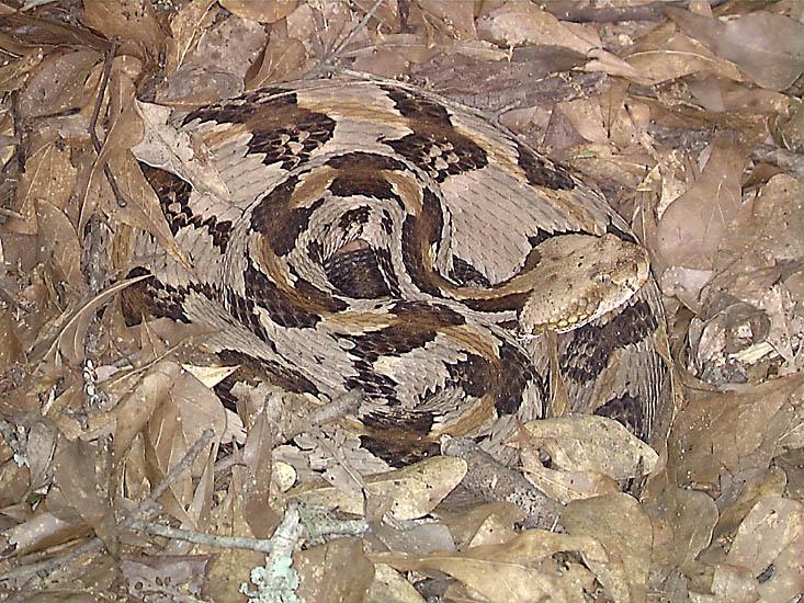 Timber Rattlesnake-camouflaged with leaves-by John White.jpg