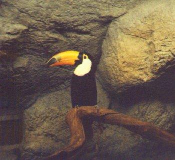 Toco Toucan-on branch-in front of rock cliff-by Dan Cowell.jpg