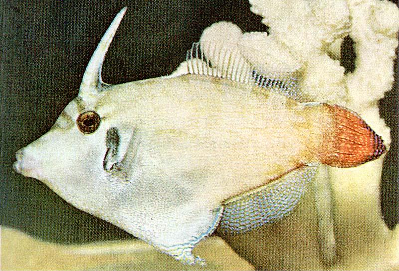 TropicalFish04-Fantail Filefish-closeup.jpg