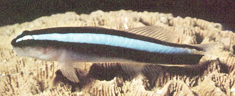 TropicalFish07-Blue-striped Fangblenny-closeup.jpg