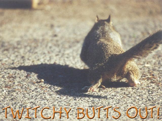 Twitchy butts out-Fox Squirrel-by Gregg Elovich.jpg