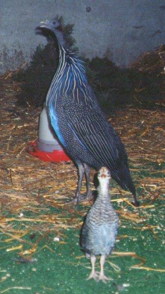 Vulturine Guineafowl and chick-by Dan Cowell.jpg