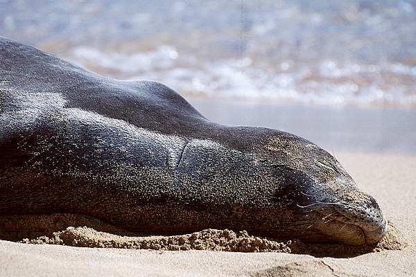 W11-Hawaiian Monk Seal-by Ingrid Schaefer.jpg