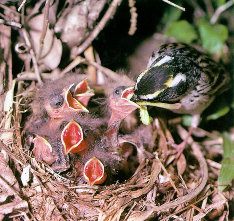 WJIQ02-Yellow-throated Bunting-mom feeding babies-From Korea.jpg