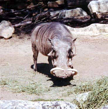 Wart Hog-Warthog-at Louisville Ky Zoo-by Denise McQuillen.jpg