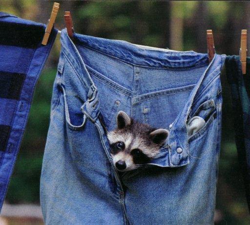 Waschbaer-Raccoon-in jean-by Martina Bahri.jpg