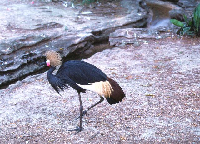 West African Black Crowned Crane-by Jose Sierra Jr.jpg