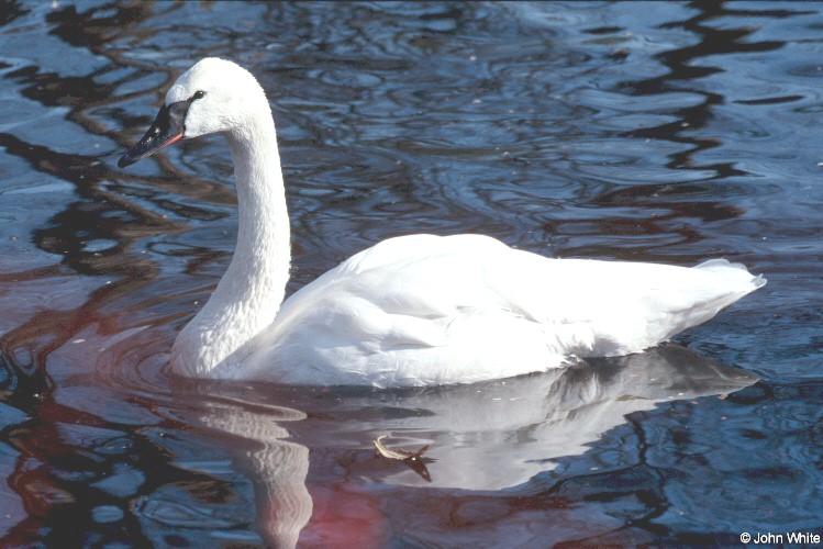 Whistling swan1-by John White.jpg
