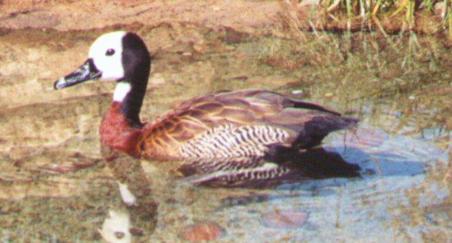 White-faced Whistling Duck-by Dan Cowell.jpg