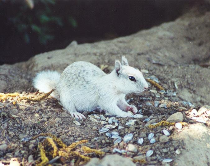 White66-California Ground Squirrel-by Gregg Elovich.jpg