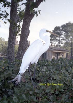WhiteHeron1-Great Egret-by Jose Sierra Jr.jpg