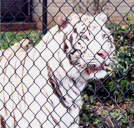 White tiger 1-by Denise McQuillen.jpg