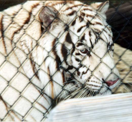 White tiger close-by Denise McQuillen.jpg