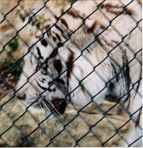 White tiger close 2-by Denise McQuillen.jpg