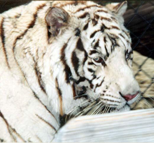 White tiger close fence removed-by Denise McQuillen.jpg
