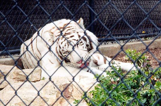 White tiger licking-by Denise McQuillen.jpg