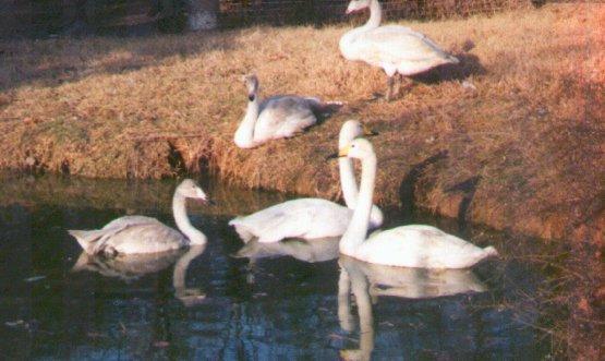 Whooper swans-on pond bank-by Dan Cowell.jpg