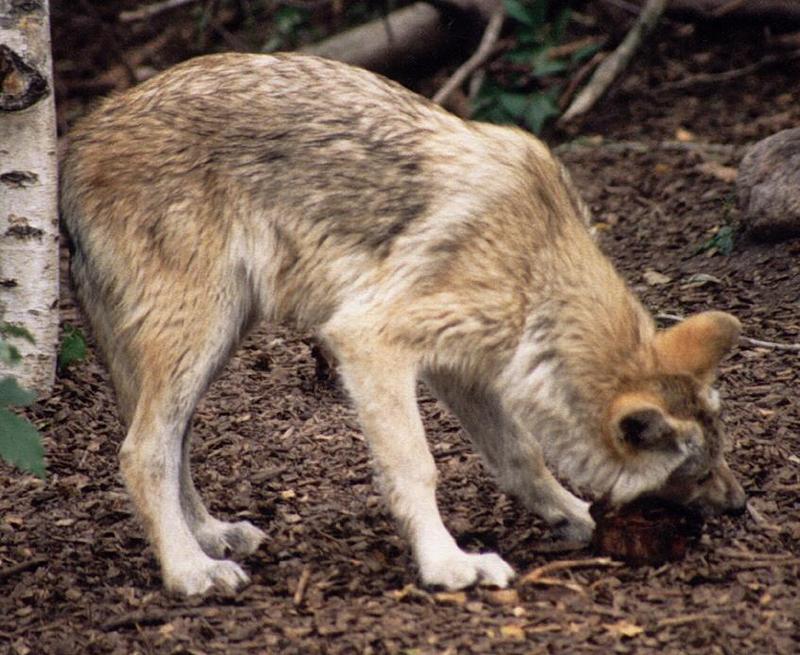Wolfcub001-Gray Wolf-Copenhagen Zoo-by Ralf Schmode.jpg
