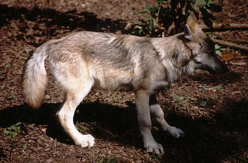 Wolfcub002-Gray Wolf-Copenhagen Zoo-by Ralf Schmode.jpg