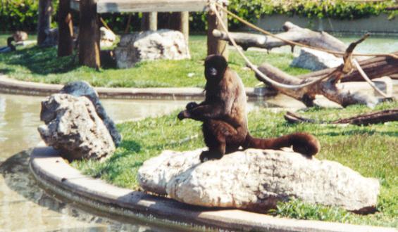 Wooly monkey-at Louisville Ky Zoo-by Denise McQuillen.jpg