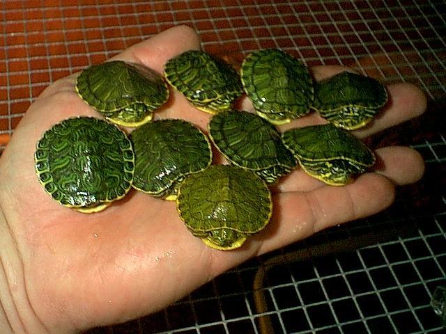 Yellow belly sliders-Yellow-bellied Slider Turtles-by Robin Russell.jpg