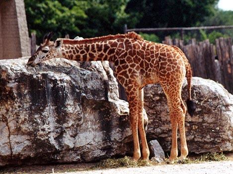 Young giraffe bending-by Denise McQuillen.jpg