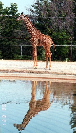 Young giraffe reflection-by Denise McQuillen.jpg