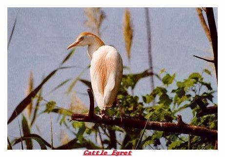 ZOOAA-Cattle Egret-from Indianapolis Zoo-by Joe Tansey.jpg