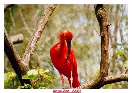 ZOOBB-Scarlet Ibis-from Indianapolis Zoo-by Joe Tansey.jpg